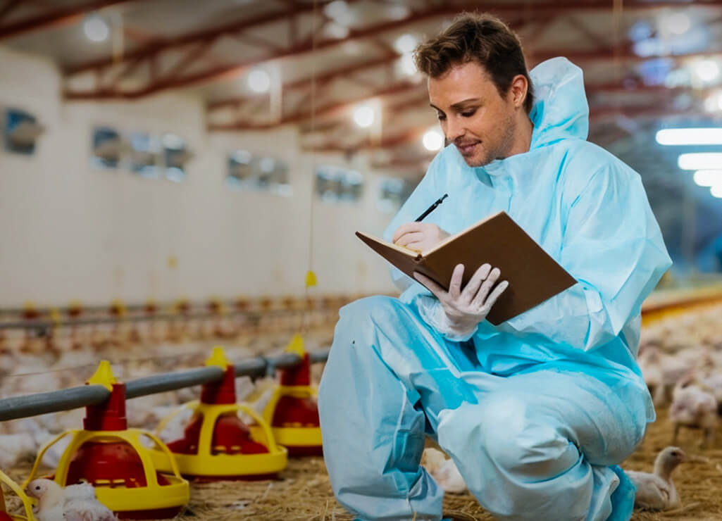 Estuches para equipos de pollos de engorde