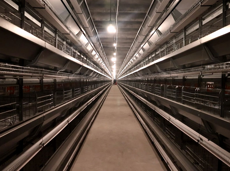 Proyecto de cr&iacute;a de gallinas ponedoras en jaulas rusas