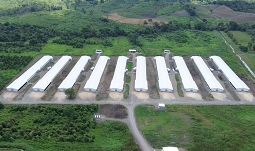 Proyecto de cr&iacute;a de pollos de engorde en suelo en Ecuador