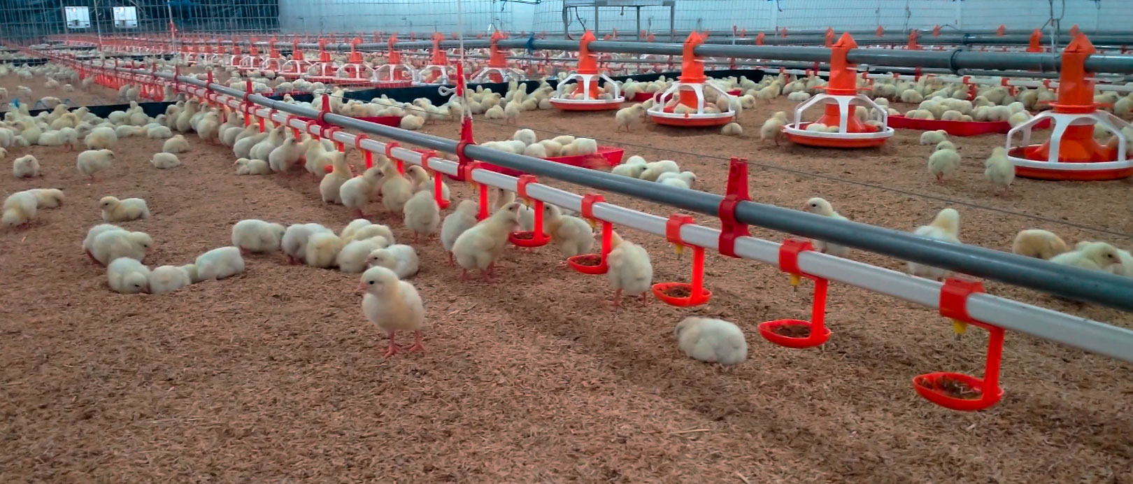 Proyecto de cr&iacute;a de pollos de engorde en suelo en Ecuador