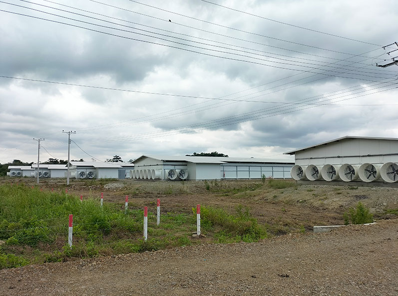 Proyecto de cr&iacute;a de pollos de engorde en suelo en Ecuador