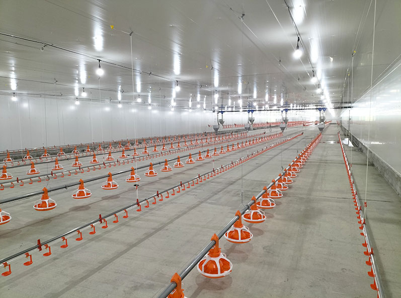 Proyecto de cr&iacute;a de pollos de engorde en suelo en Ecuador