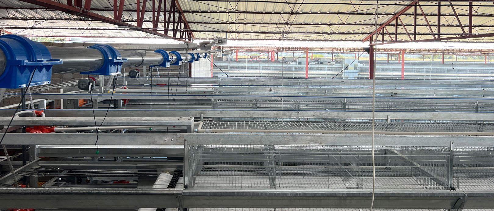 Proyecto de cr&iacute;a de gallinas ponedoras en jaulas en M&eacute;xico