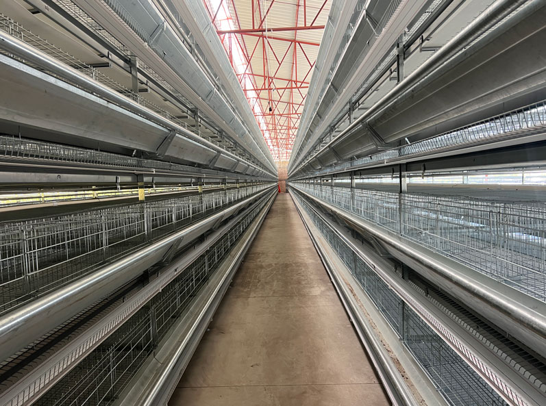 Proyecto de cr&iacute;a de gallinas ponedoras en jaulas en M&eacute;xico
