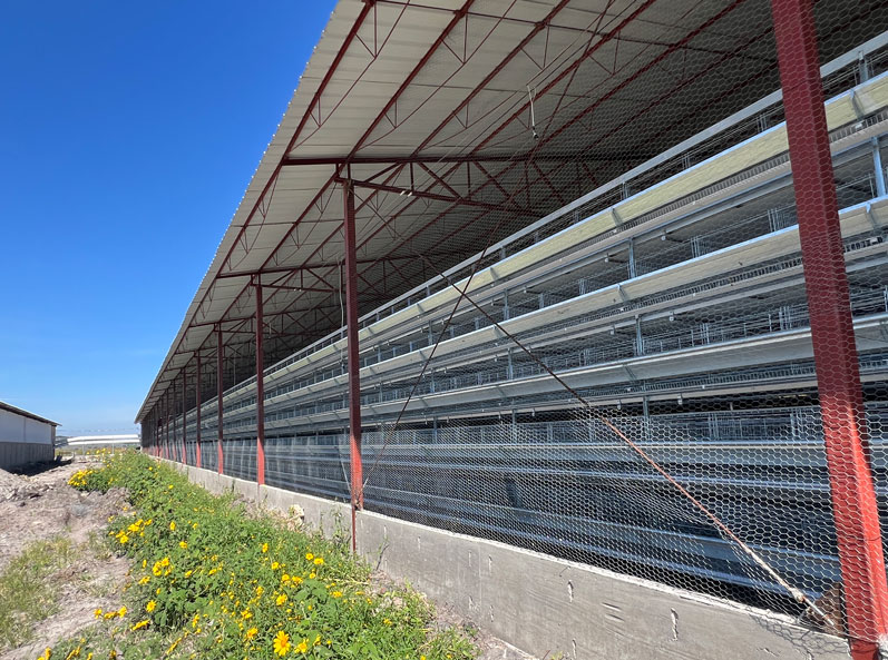 Proyecto de cr&iacute;a de gallinas ponedoras en jaulas en M&eacute;xico