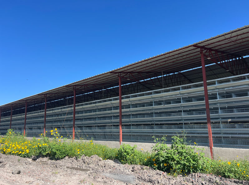 Proyecto de cr&iacute;a de gallinas ponedoras en jaulas en M&eacute;xico