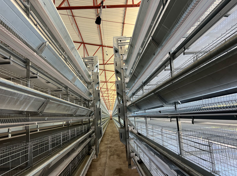 Proyecto de cr&iacute;a de gallinas ponedoras en jaulas en M&eacute;xico