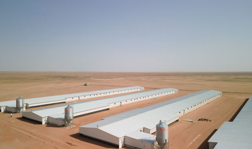 Proyecto de cr&iacute;a de pollos de engorde en suelo en Arabia Saudita