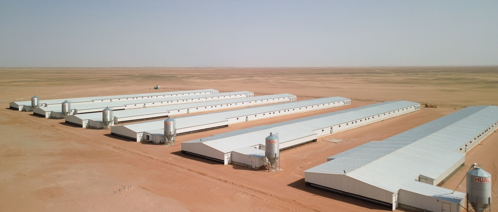 Proyecto de cr&iacute;a de pollos de engorde en suelo en Arabia Saudita