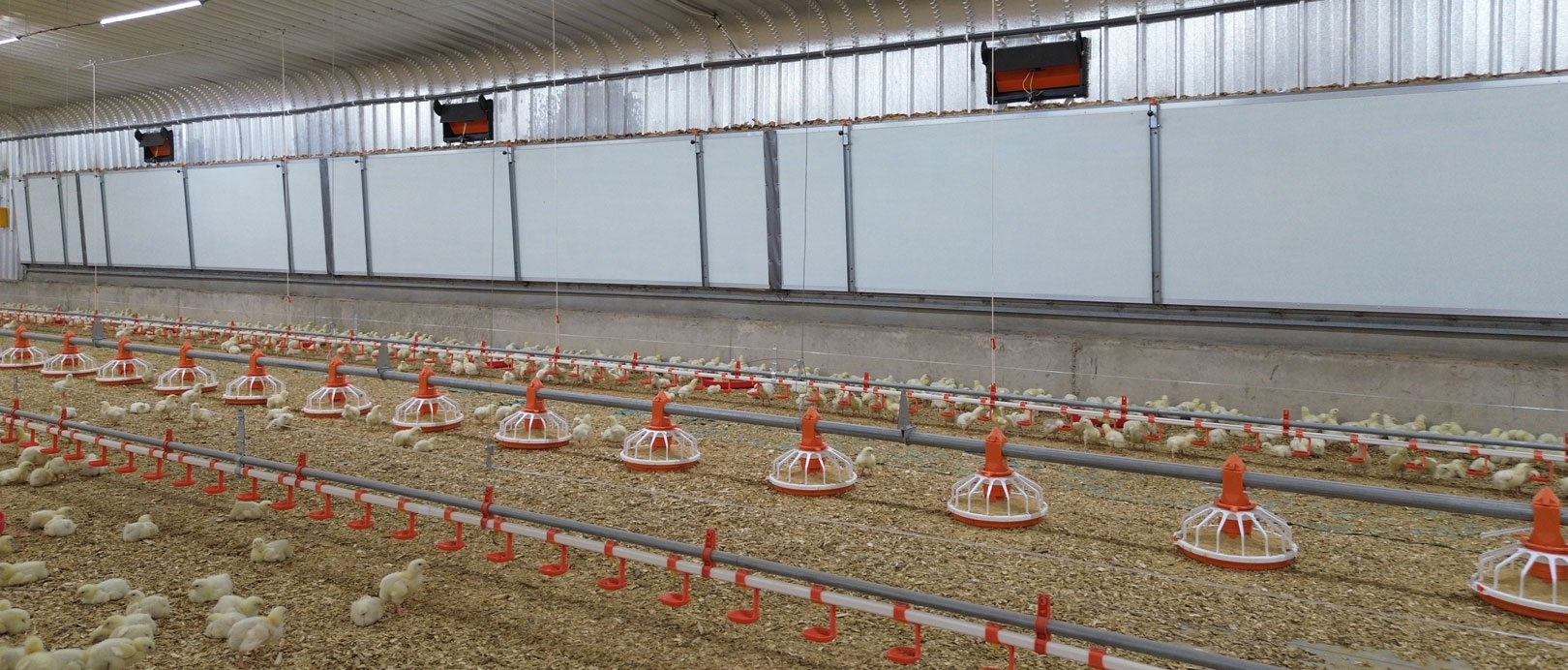 Proyecto de cr&iacute;a de pollos de engorde en suelo en Arabia Saudita