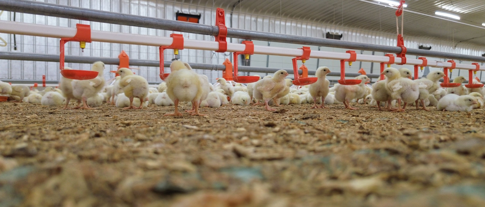 Proyecto de cr&iacute;a de pollos de engorde en suelo en Arabia Saudita