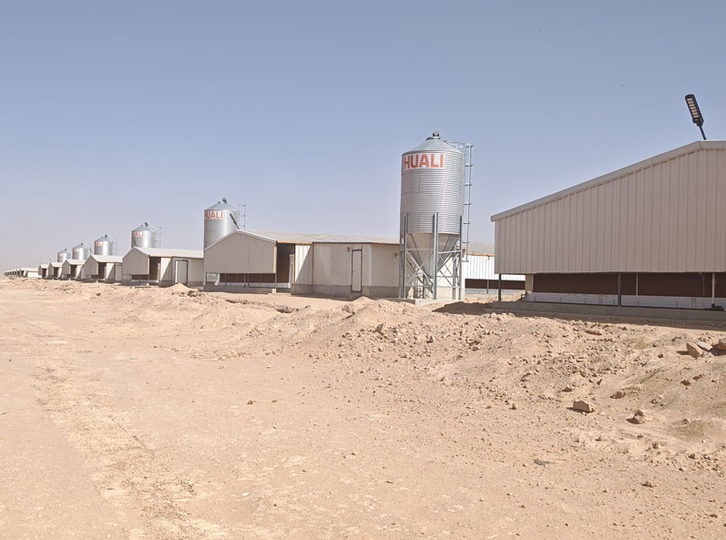 Proyecto de cr&iacute;a de pollos de engorde en suelo en Arabia Saudita