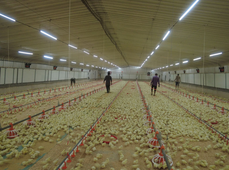 Proyecto de cr&iacute;a de pollos de engorde en suelo en Arabia Saudita