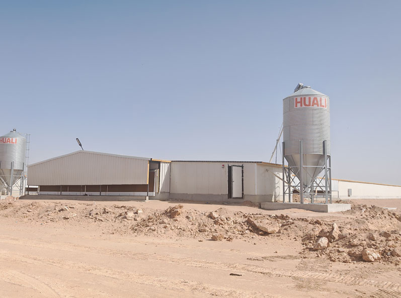 Proyecto de cr&iacute;a de pollos de engorde en suelo en Arabia Saudita