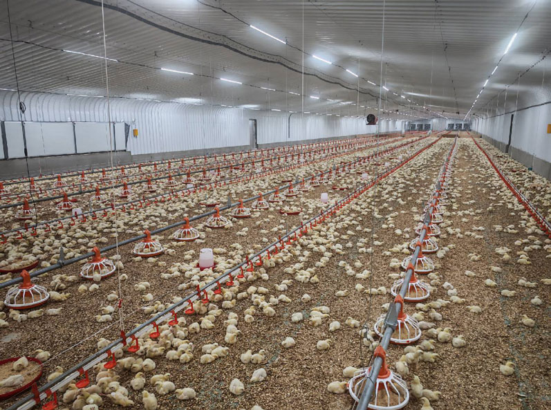 Proyecto de cr&iacute;a de pollos de engorde en suelo en Arabia Saudita