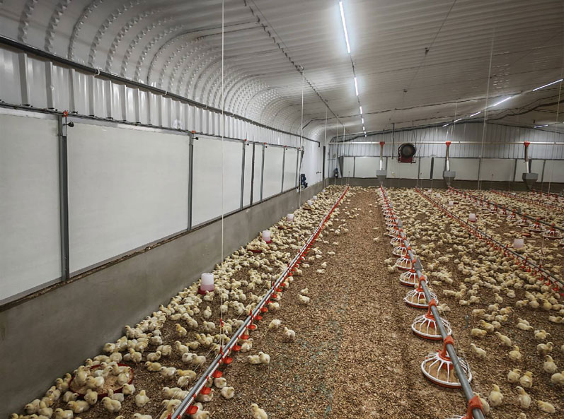 Proyecto de cr&iacute;a de pollos de engorde en suelo en Arabia Saudita