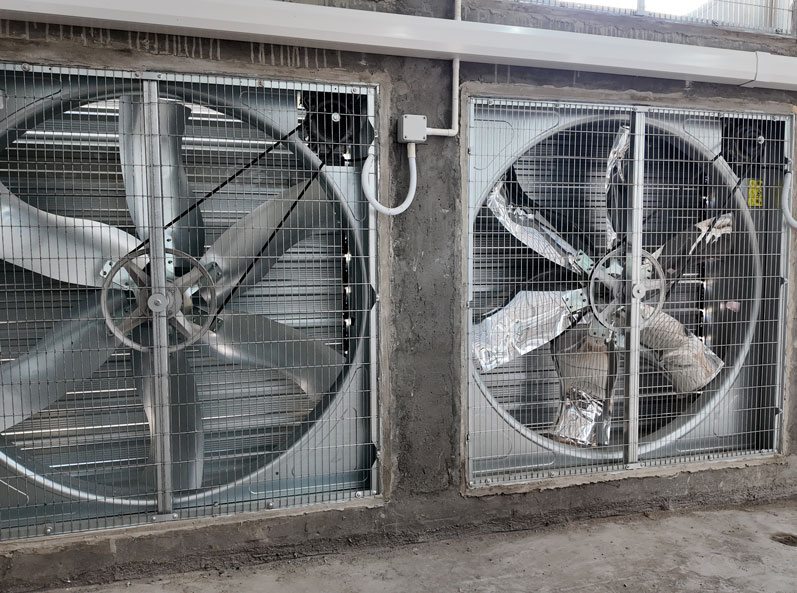 Proyecto de cría de patos en jaulas para carne en Shandong