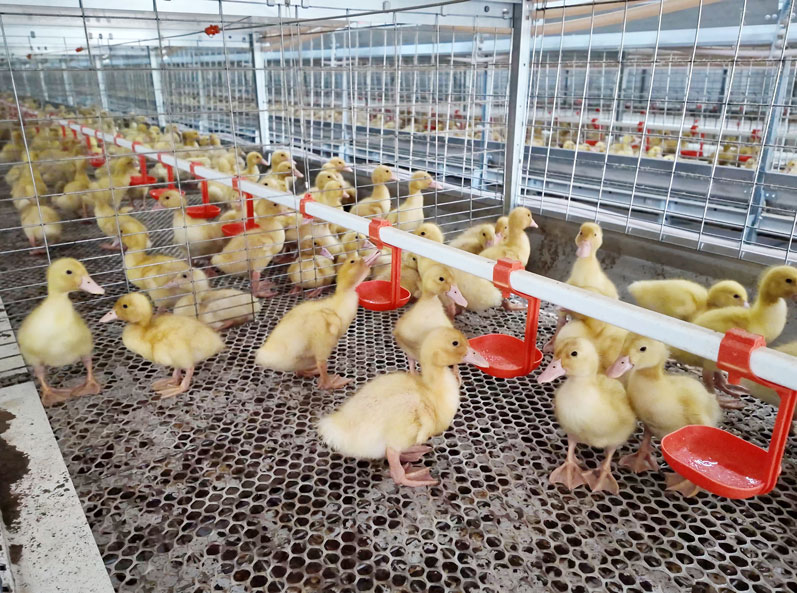 Proyecto de cría de patos en jaulas para carne en Shandong