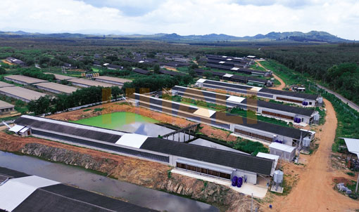 Proyecto de cr&iacute;a de gallinas ponedoras en jaulas en Tailandia
