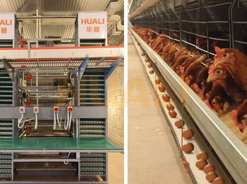 Proyecto de cría de gallinas ponedoras en jaulas en Tailandia