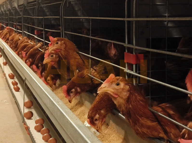 Proyecto de cría de gallinas ponedoras en jaulas en Tailandia