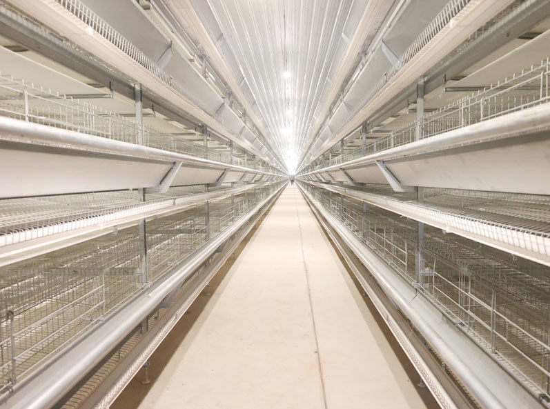 Proyecto de cr&iacute;a de gallinas ponedoras en jaulas en Tailandia