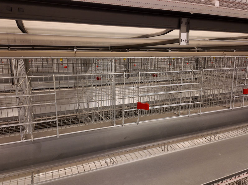 Proyecto de cr&iacute;a de patos ponedores en jaulas Taixing Shunhe