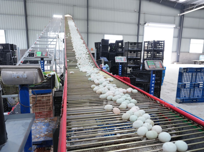 Proyecto de cr&iacute;a de patos ponedores en jaulas Taixing Shunhe