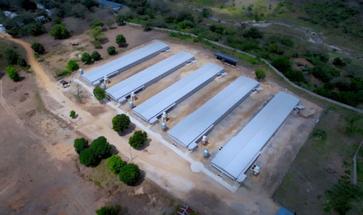 Proyecto de cr&iacute;a de pollos de engorde en suelo en Tanzania