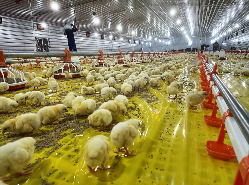 Proyecto de cr&iacute;a de pollos de engorde en suelo en Tanzania