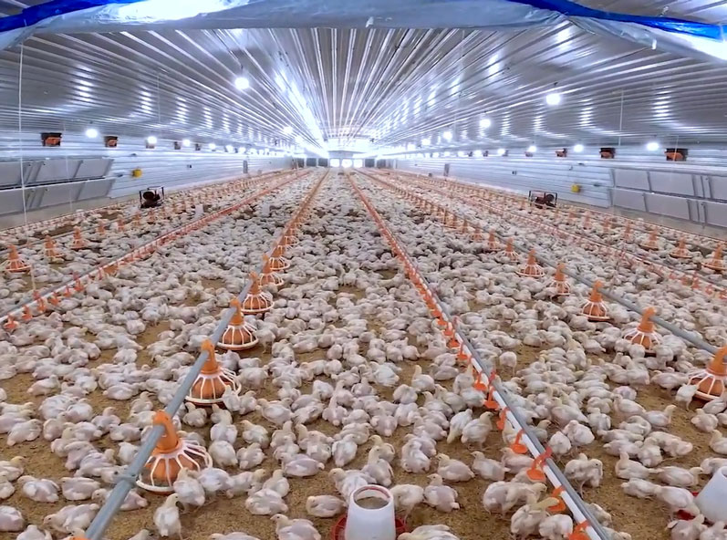 Proyecto de cr&iacute;a de pollos de engorde en suelo en Tanzania