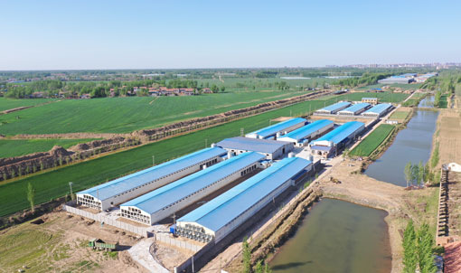 Proyecto de cultivo en jaulas de ponedoras TianYuan