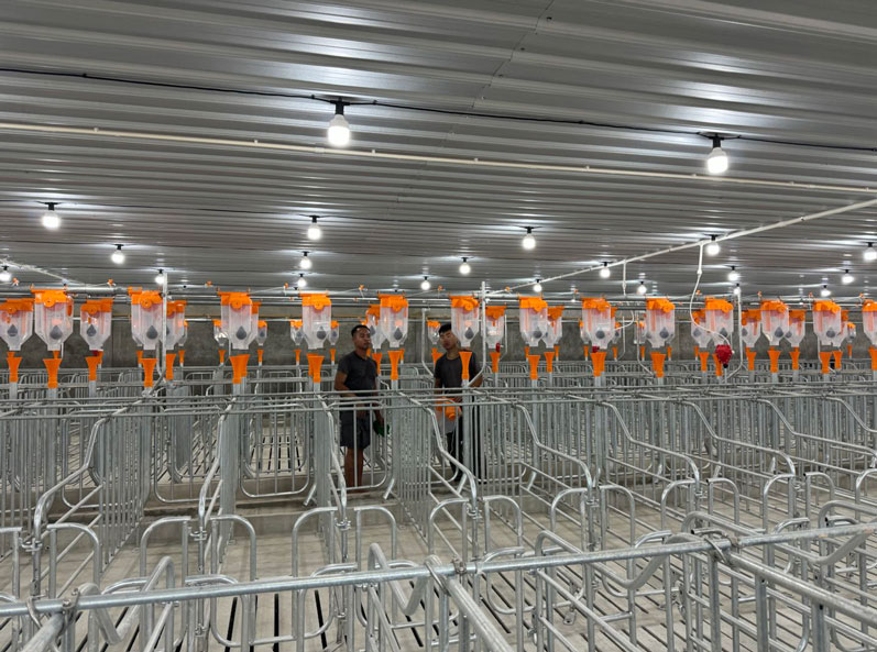 Proyecto de granja de 2000 cerdas en Malasia