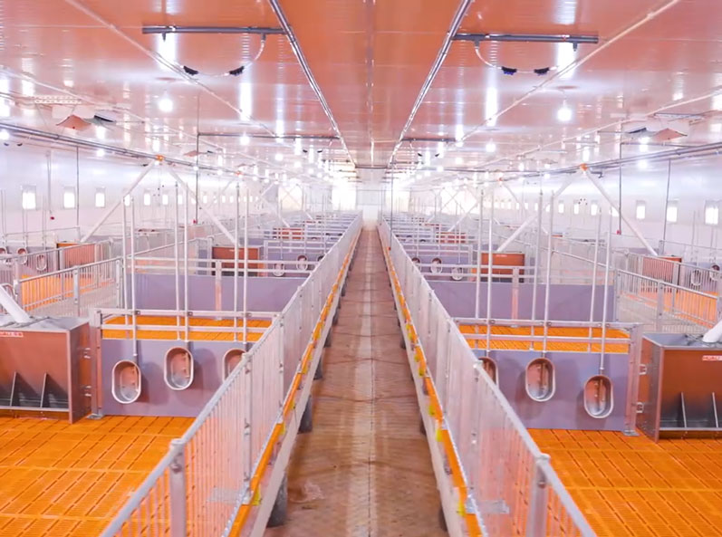 Proyecto de granja de engorde de Vietnam