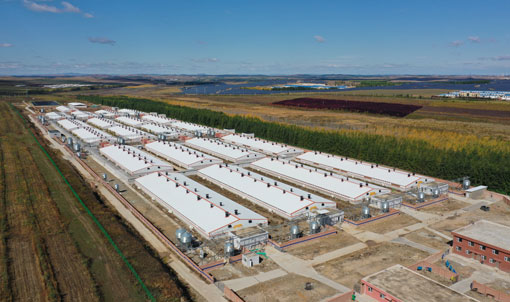Granja de engorde Keyou Qianqi