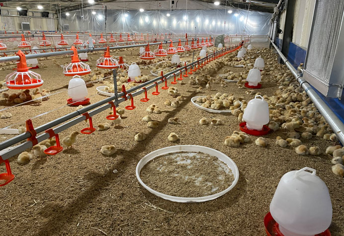 Gesti&oacute;n de la planta de pollos de engorde