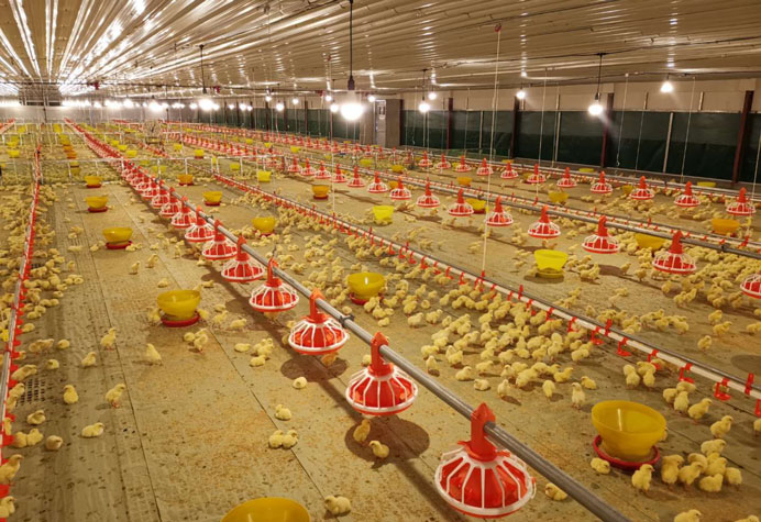 Gesti&oacute;n de la planta de pollos de engorde