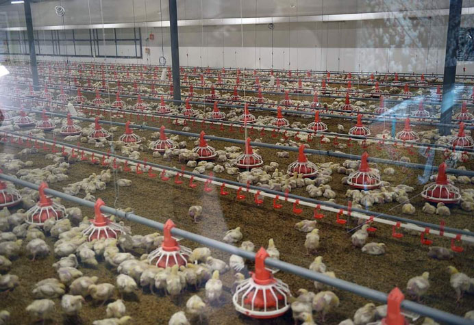 Gesti&oacute;n de la planta de pollos de engorde