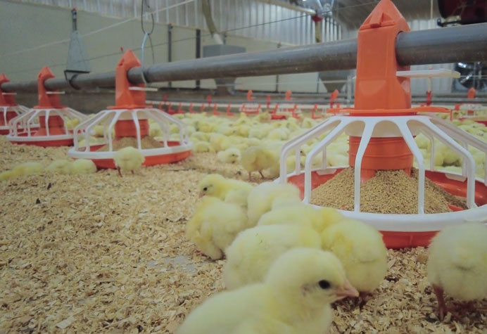Gesti&oacute;n de la planta de pollos de engorde