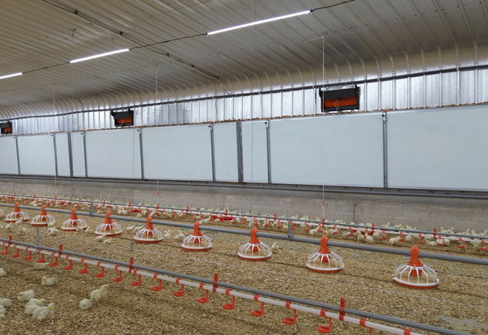 Gesti&oacute;n de la planta de pollos de engorde