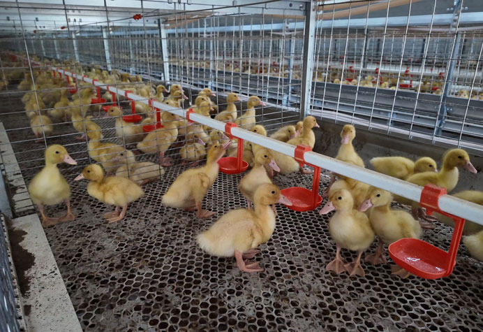 Jaula de patos de carne