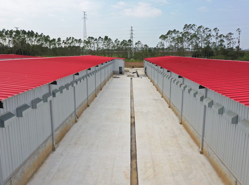 Proyecto de cría de gallinas ponedoras de la cadena completa de Guigang Tongfa, con capacidad para 3,6 millones de aves.