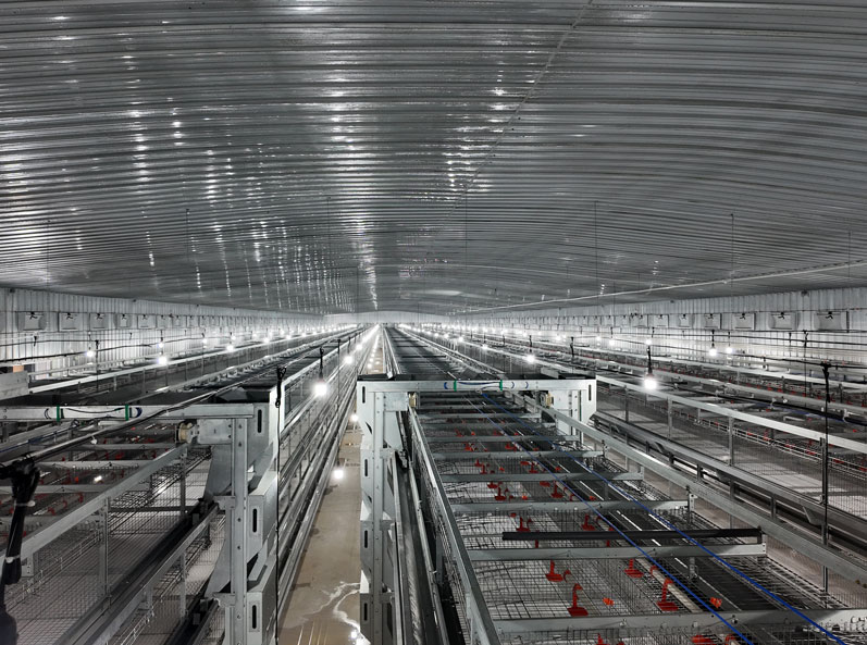 Proyecto de cría de gallinas ponedoras de la cadena completa de Guigang Tongfa, con capacidad para 3,6 millones de aves.