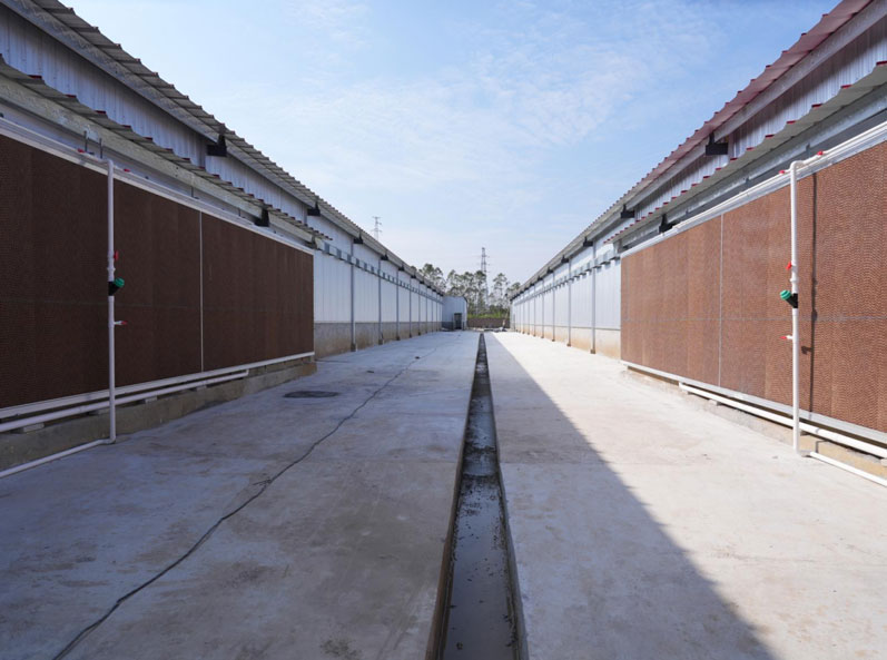 Proyecto de cría de gallinas ponedoras de la cadena completa de Guigang Tongfa, con capacidad para 3,6 millones de aves.