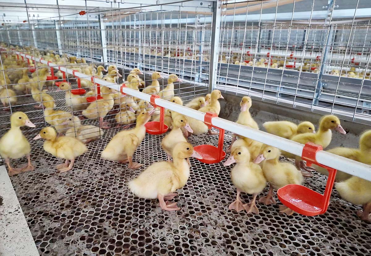 Jaula de patos de carne
