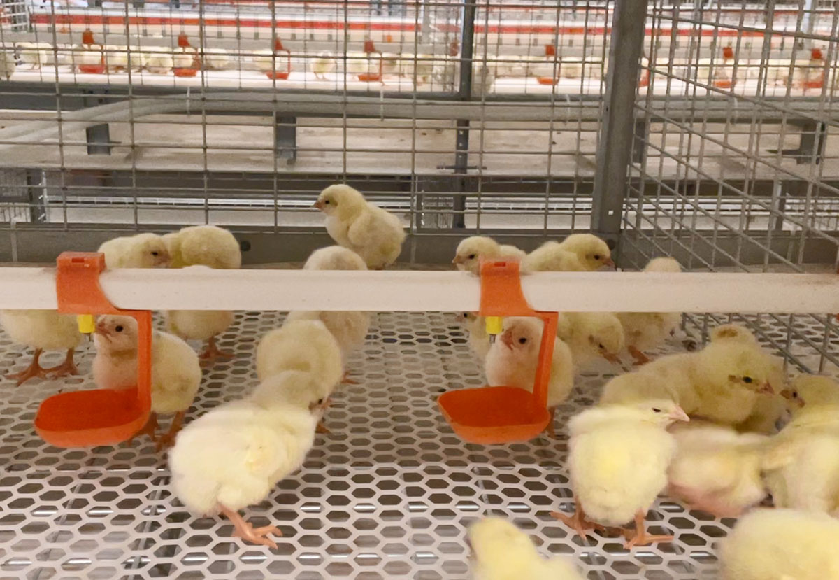 Jaula para pollos de engorde