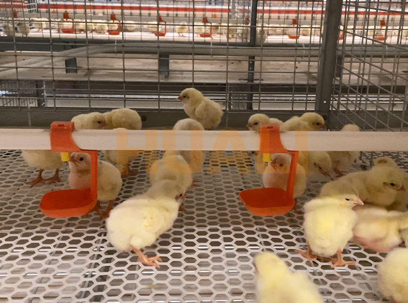 Proyecto de cultivo de jaulas de pollos de engorde de Shandong