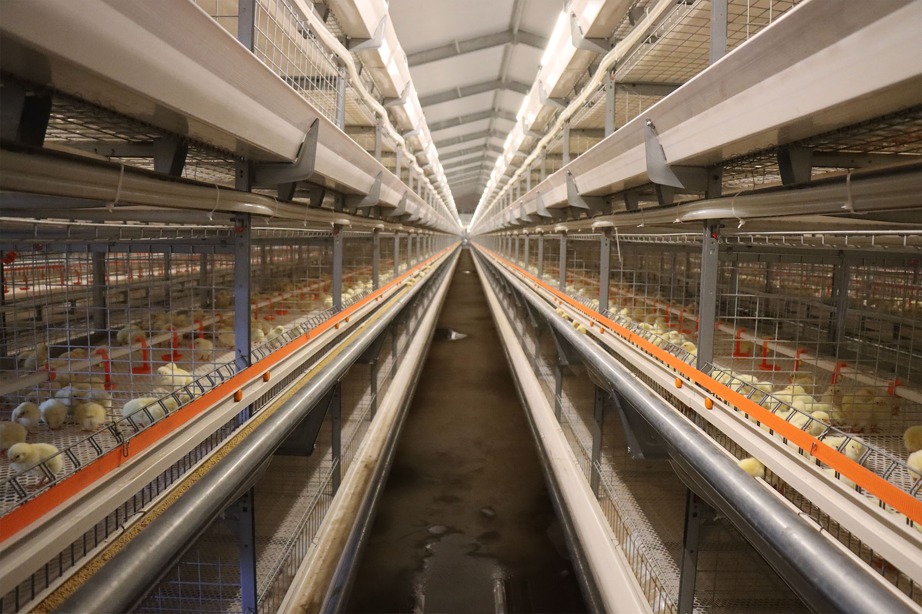 Proyecto de cultivo de jaulas de pollos de engorde de Shandong