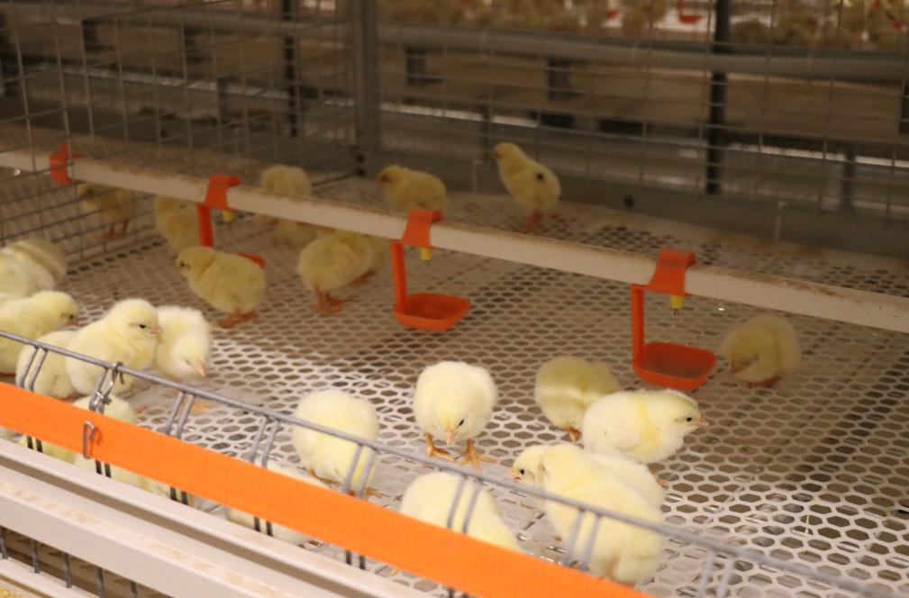 Proyecto de cultivo de jaulas de pollos de engorde de Shandong