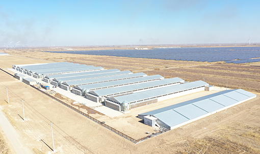 Proyecto de cultivo de jaulas de pollos de engorde de Shandong